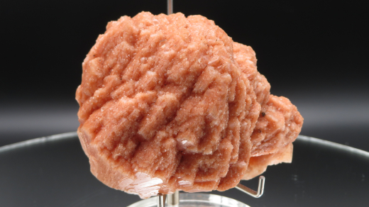 Große Stilbitrose, orange, 260g, Sangamner / Indien