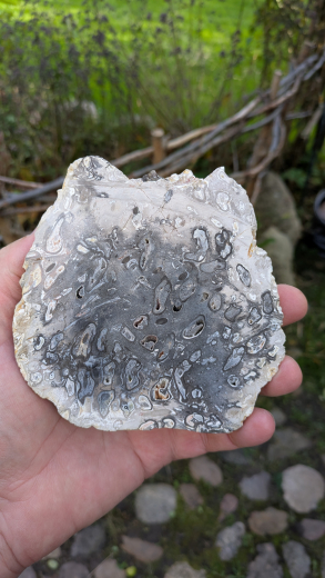 Versteinerte Palmwurzel, Scheibe 364g, Sumatra / Indonesien
