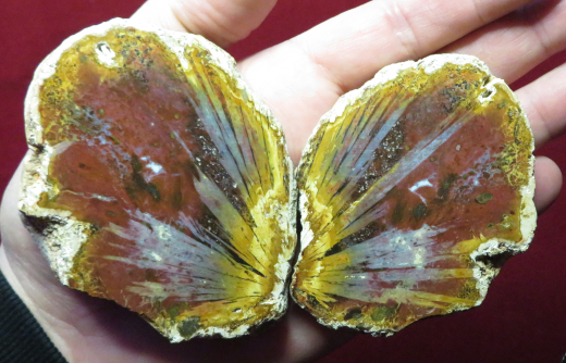 Achat Schmetterling, Bali