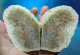 Elfenflügel-Achat / Versteinerte Koralle 294g, Indonesien