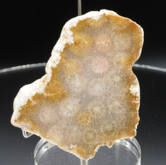 Blüten-Achat / Versteinerte Koralle 226g, Indonesien