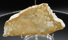 Blüten-Achat / Versteinerte Koralle 181g, Indonesien