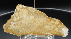 Blüten-Achat / Versteinerte Koralle 160g, Indonesien