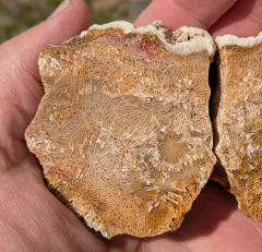 Elfenflügel-Achat / Versteinerte Koralle 125g, Indonesien