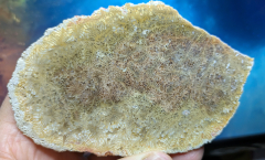 Elfenflügel-Achat / Versteinerte Koralle 294g, Indonesien