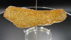 Versteinerte Koralle / Blüten-Achat, Indonesien