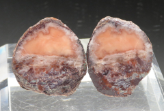 Achat Paar, lachsfarben, Mammendorf/Sachsen-Anhalt/Deutschland