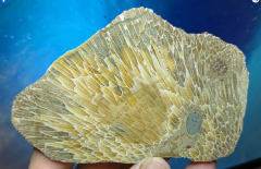 Versteinerter Spider-Korallen-Achat 306g, Indonesien, Selten!