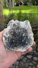 Versteinerte Palmwurzel, Scheibe 364g, Sumatra / Indonesien