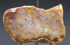 Blüten-Achat / Versteinerte Hirn-Koralle, Sumatra