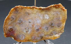 Blüten-Achat / Versteinerte Hirn-Koralle, Sumatra